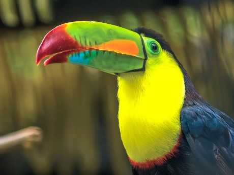 Keel-billed Toucan