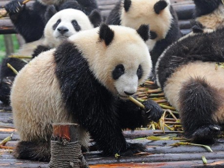 China China Pandas