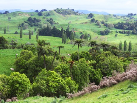 Neuseeland_Nordinsel_Waitomo_Landschaft_