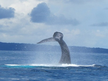 WHALE PIRATE COVE
