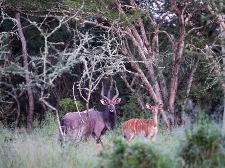 Zululand Lodge Bruce Taylor-0055