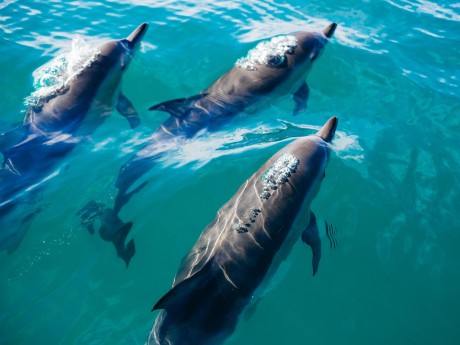 Dolphins in Kaikoura