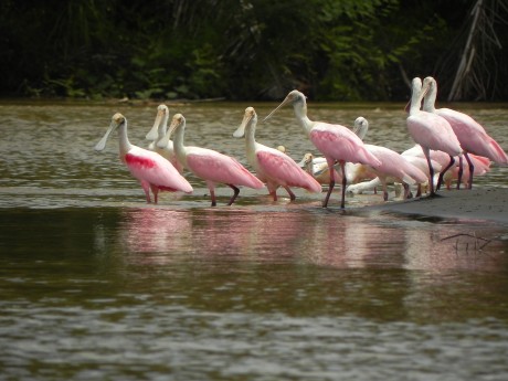 Tortuguero Roseate Spoonbills