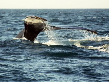 Kanada_Nova Scotia_Wal