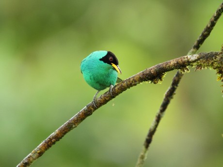 Green honeycreeper