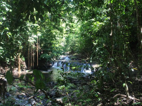 Corcovado Forest 2