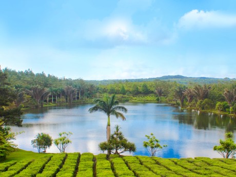 The Tea Route & The South_Mauritius_XMUM