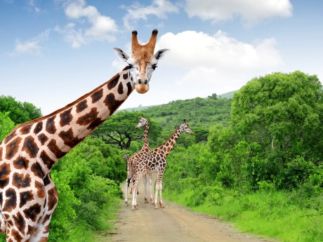 Südafrika_Krüger Nationalpark_Giraffes_s