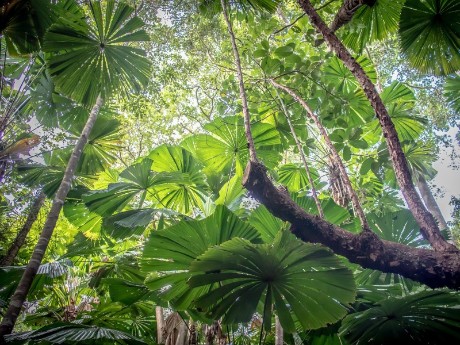 Tropical tree in Daintree National Park