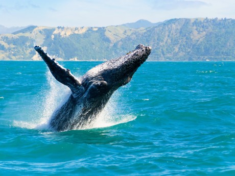 Neuseeland_Südinsel_Kaikoura_Buckelwal_s