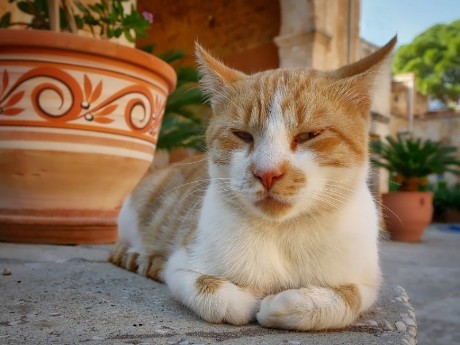 griechenland-kreta-katze kloster