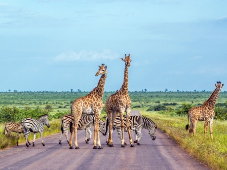 Südafrika_Krüger Nationalpark_Giraffen u