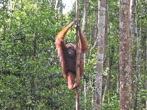 Asien Malaysia Borneo Orang Utan Affe Wald