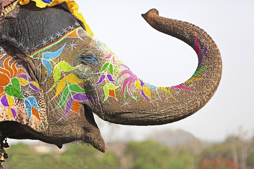 Asien Indien Elefant bemalt