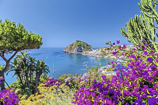 Ischia, Bougainvillea