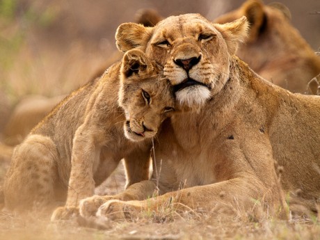 Südafrika_Krüger Nationalpark_ Löwen_shu