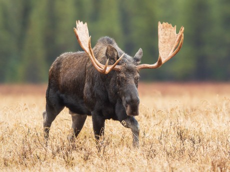 Wildlife Discovery Tour - Moose