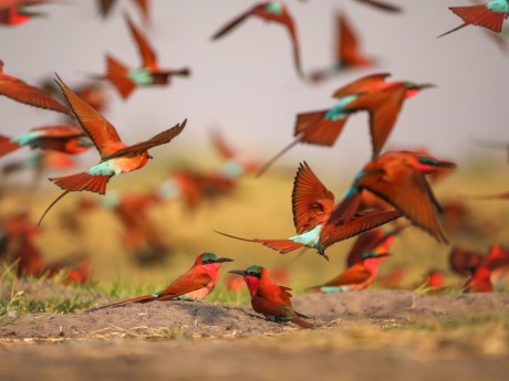 Nxamaseri Island Lodge_Botswana_17001705