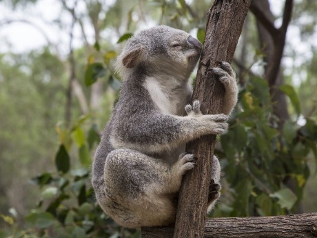 Koala in Brisbane, Australia