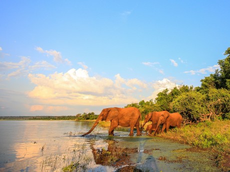 Südafrika_Krüger Nationalpark_Elefanten_