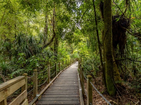 Neuseeland_Ni_ Waipoua Kauri Forest Land