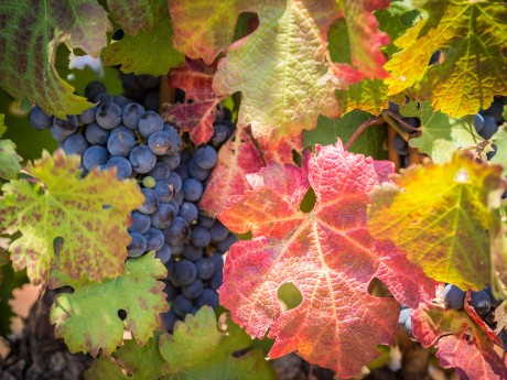 AF_Südafrika_Winelands_Weinreben mit Blä
