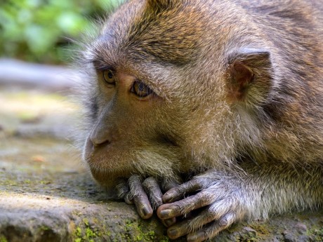 Monkey Forest in Ubud
