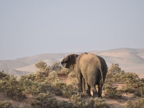 Elephant in Damaraland in Namibia