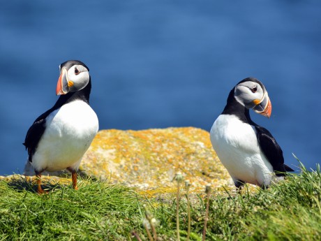 Kanada_Nova Scotia_Papageientaucher