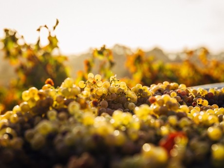 Vineyards of Barossa Valley