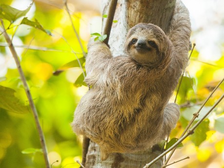Sloth