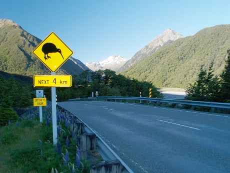 Neuseeland_Südinsel_Arthurs pass_Kiwi si