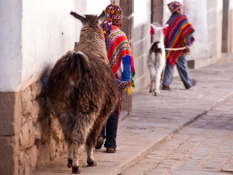 Peru_Cusco_Lama