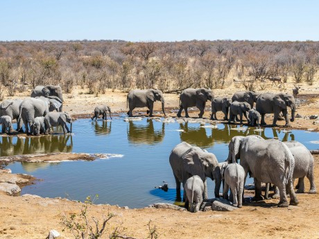 Namibia_Etosha Nationalpark_Elefant