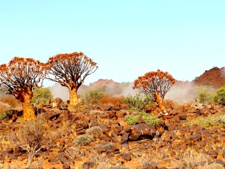 Namibia_Quiver-Wald_Kalahari